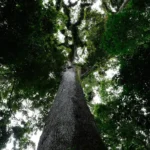 Cachoeiras de Macacu (RJ) 25/11/2024 – O Jequitibá-rosa (Cariniana legalis) milenar, com mais de 40 metros de altura, é destaque do Parque Estadual dos Três Picos, que recebe monitoramento do Projeto