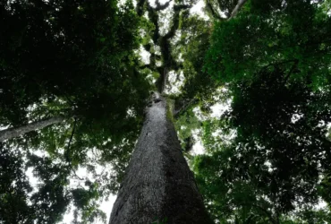 Cachoeiras de Macacu (RJ) 25/11/2024 – O Jequitibá-rosa (Cariniana legalis) milenar, com mais de 40 metros de altura, é destaque do Parque Estadual dos Três Picos, que recebe monitoramento do Projeto