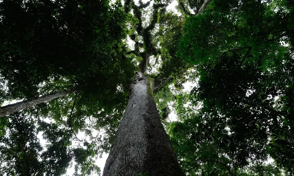 Cachoeiras de Macacu (RJ) 25/11/2024 – O Jequitibá-rosa (Cariniana legalis) milenar, com mais de 40 metros de altura, é destaque do Parque Estadual dos Três Picos, que recebe monitoramento do Projeto