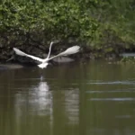 Reflorestamento na Baía de Guanabara traz de volta espécies ameaçadas