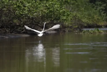 Reflorestamento na Baía de Guanabara traz de volta espécies ameaçadas