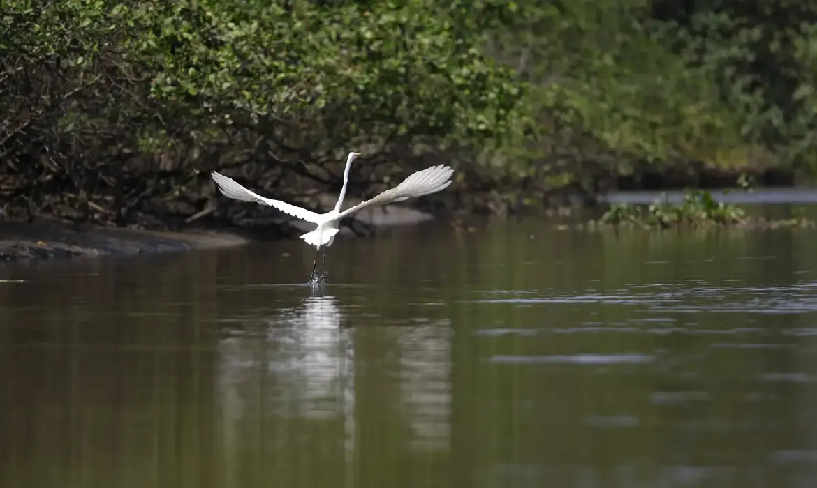 Reflorestamento na Baía de Guanabara traz de volta espécies ameaçadas
