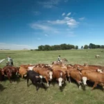 Emissões de metano no Brasil crescem 6% em 2023, alerta observatório