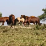 Três pessoas são diagnosticadas com encefalite equina venezuelana no Amazonas