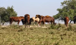 Três pessoas são diagnosticadas com encefalite equina venezuelana no Amazonas