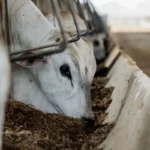 Carne bovina impulsiona exportações com 368,8 mil toneladas enviadas