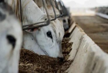 Carne bovina impulsiona exportações com 368,8 mil toneladas enviadas