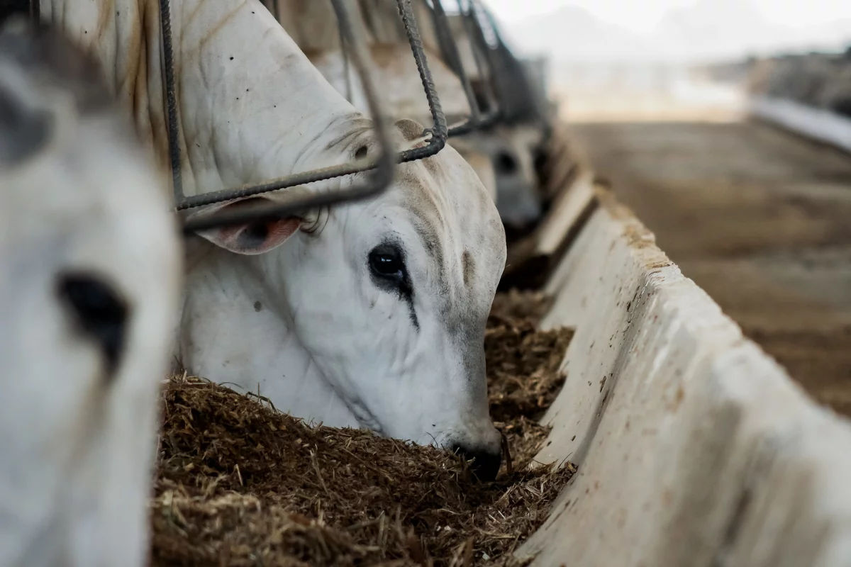 Carne bovina impulsiona exportações com 368,8 mil toneladas enviadas