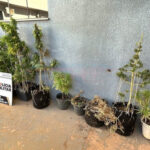 Apreensão ocorreu após denúncia de vandalismo; no imóvel havia 13 pés da droga, porções prontas para venda e sistema de estufa para cultivo