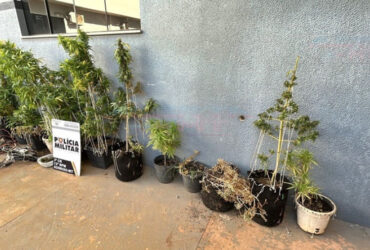 Apreensão ocorreu após denúncia de vandalismo; no imóvel havia 13 pés da droga, porções prontas para venda e sistema de estufa para cultivo