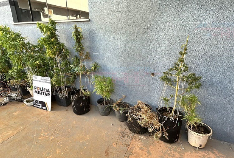 Apreensão ocorreu após denúncia de vandalismo; no imóvel havia 13 pés da droga, porções prontas para venda e sistema de estufa para cultivo
