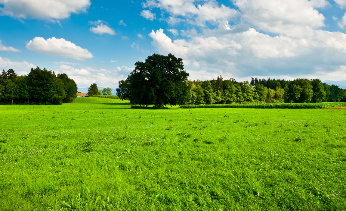 Leilão do Eco Invest Brasil tem demanda de R$ 17,3 bilhões e potencial para gerar R$ 31,4 bilhões em investimento para recuperação de áreas degradadas