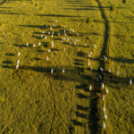 Leilão projeta mais de R$ 30 bilhões para restauração de áreas degradadas no Brasil