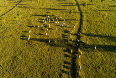 Leilão projeta mais de R$ 30 bilhões para restauração de áreas degradadas no Brasil