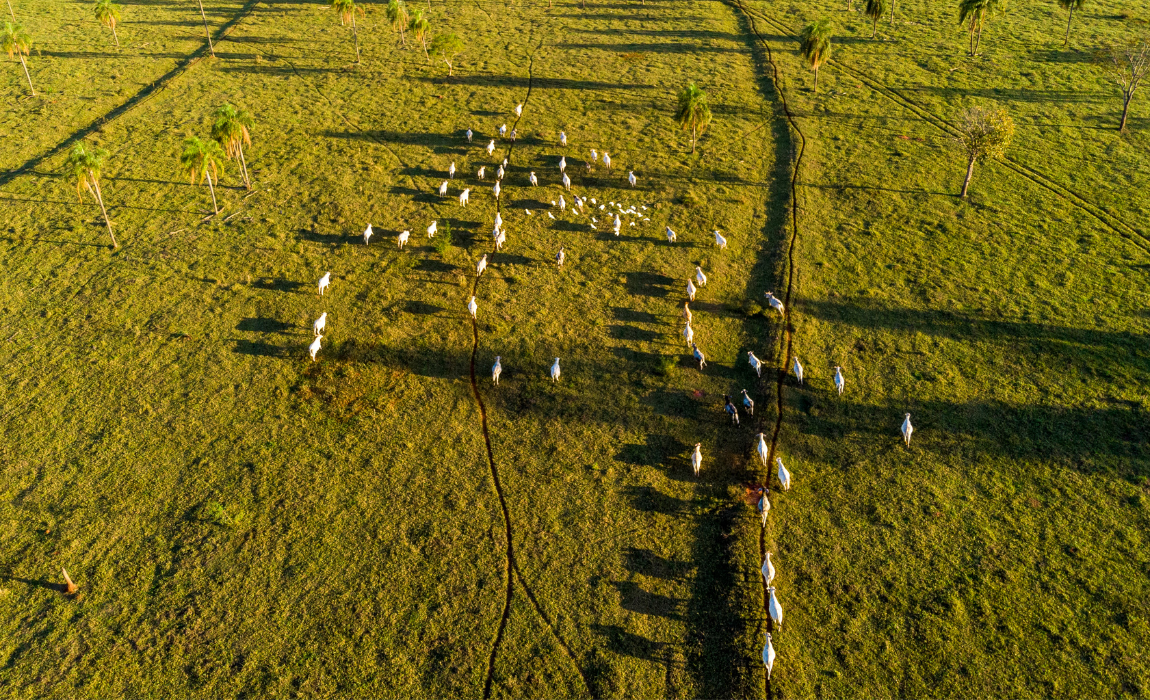 Leilão projeta mais de R$ 30 bilhões para restauração de áreas degradadas no Brasil