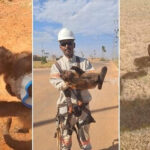 Eletricista vive momento inusitado ao ajudar um macaco-prego sedento durante serviço na cidade