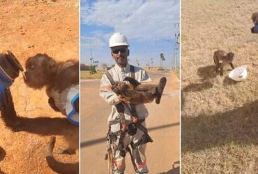 Eletricista vive momento inusitado ao ajudar um macaco-prego sedento durante serviço na cidade