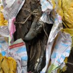 Mapa apreende mais de 130 animais e partes de alto risco sanitário provenientes da Nigéria