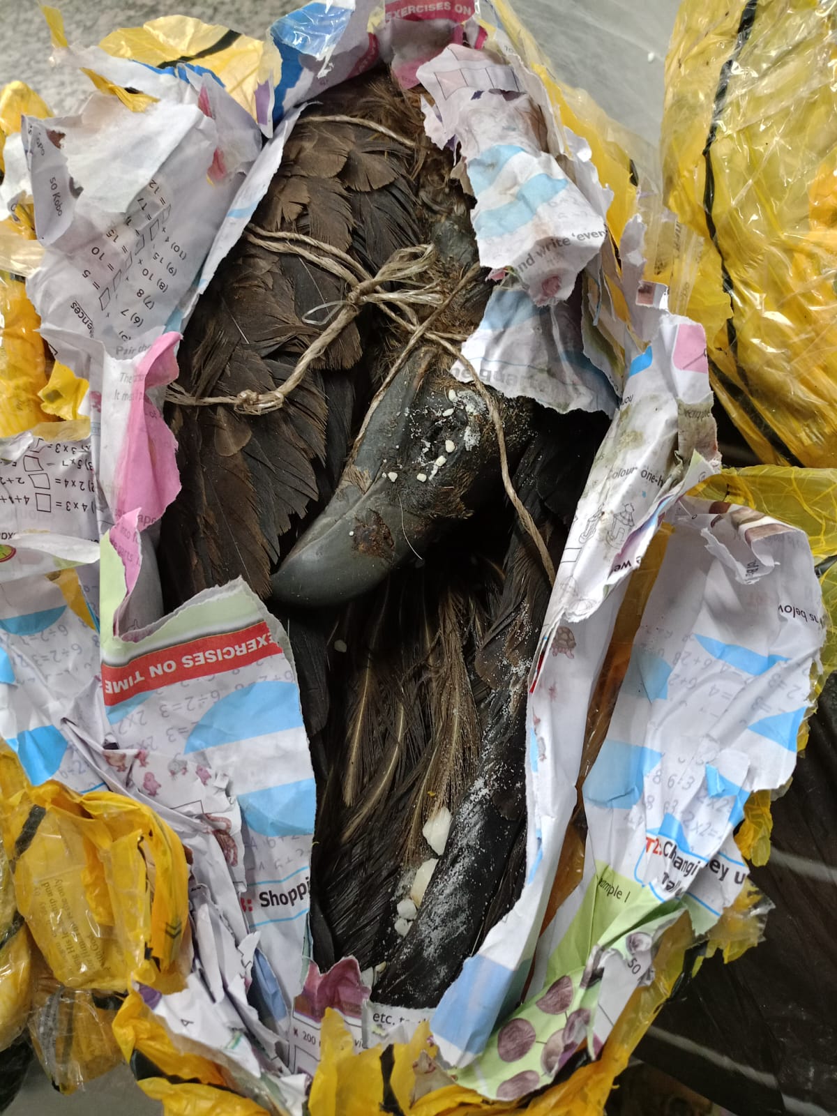 Mapa apreende mais de 130 animais e partes de alto risco sanitário provenientes da Nigéria