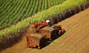 Boletim da Conab estima produção de cana em 666,4 milhões de toneladas na safra 2025/26 impactada por restrição hídrica