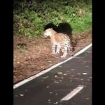 Felino descansava tranquilamente no caminho das Cataratas do Iguaçu e levantou quando percebeu a presença de visitantes.