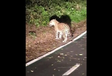 Felino descansava tranquilamente no caminho das Cataratas do Iguaçu e levantou quando percebeu a presença de visitantes.