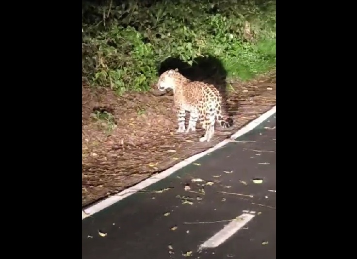 Felino descansava tranquilamente no caminho das Cataratas do Iguaçu e levantou quando percebeu a presença de visitantes.