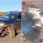 Acidente ocorreu em área conhecida pela travessia de fauna silvestre; especialistas reforçam alerta para redução de velocidade e atenção redobrada.