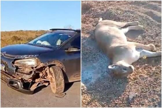 Acidente ocorreu em área conhecida pela travessia de fauna silvestre; especialistas reforçam alerta para redução de velocidade e atenção redobrada.