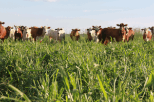 Adoção do protocolo Carne Baixo Carbono pode reduzir emissões da pecuária em 35%