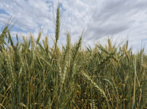 Chuvas no PR deixam produtores de trigo em alerta