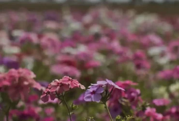 Primavera traz frente fria com temporais e ventos fortes em várias regiões