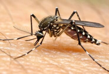 Sinop registra novos casos de dengue e de chikungunya