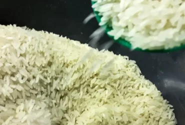 Conab destina R$ 300 milhões para produtores de arroz na safra 2025/26