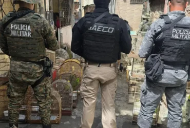 Polícia prende traficante de animais silvestres na Bahia