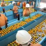 Tarifaço reduz exportações brasileiras em 22% em agosto