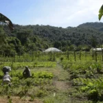 Lula libera R$ 12 bilhões para renegociação de dívidas rurais