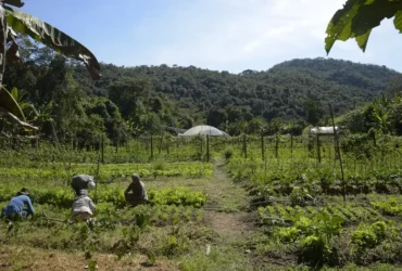 Lula libera R$ 12 bilhões para renegociação de dívidas rurais