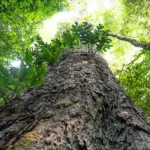 Mudança climática: árvores gigantes da Amazônia revelam potencial na proteção do planeta