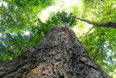 Mudança climática: árvores gigantes da Amazônia revelam potencial na proteção do planeta
