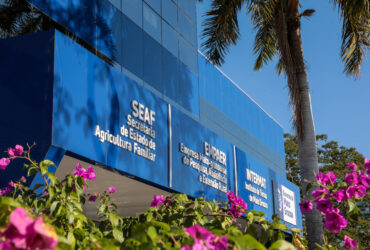 Resultado preliminar do Fundaaf movimenta R$ 20,4 milhões em Mato Grosso