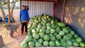 Agricultura familiar de Várzea Grande colhe frutos com apoio técnico