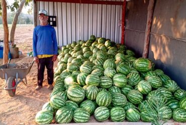Agricultura familiar de Varzea Grande colhe frutos com apoio tecnico -CenárioMT