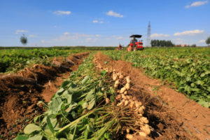 Valor Bruto da Produção do agro alcançou R$ 1,406 trilhão em agosto