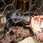 Animais resgatados em canil clandestino recebem cuidados de saúde e alimentação da Prefeitura de Cuiabá