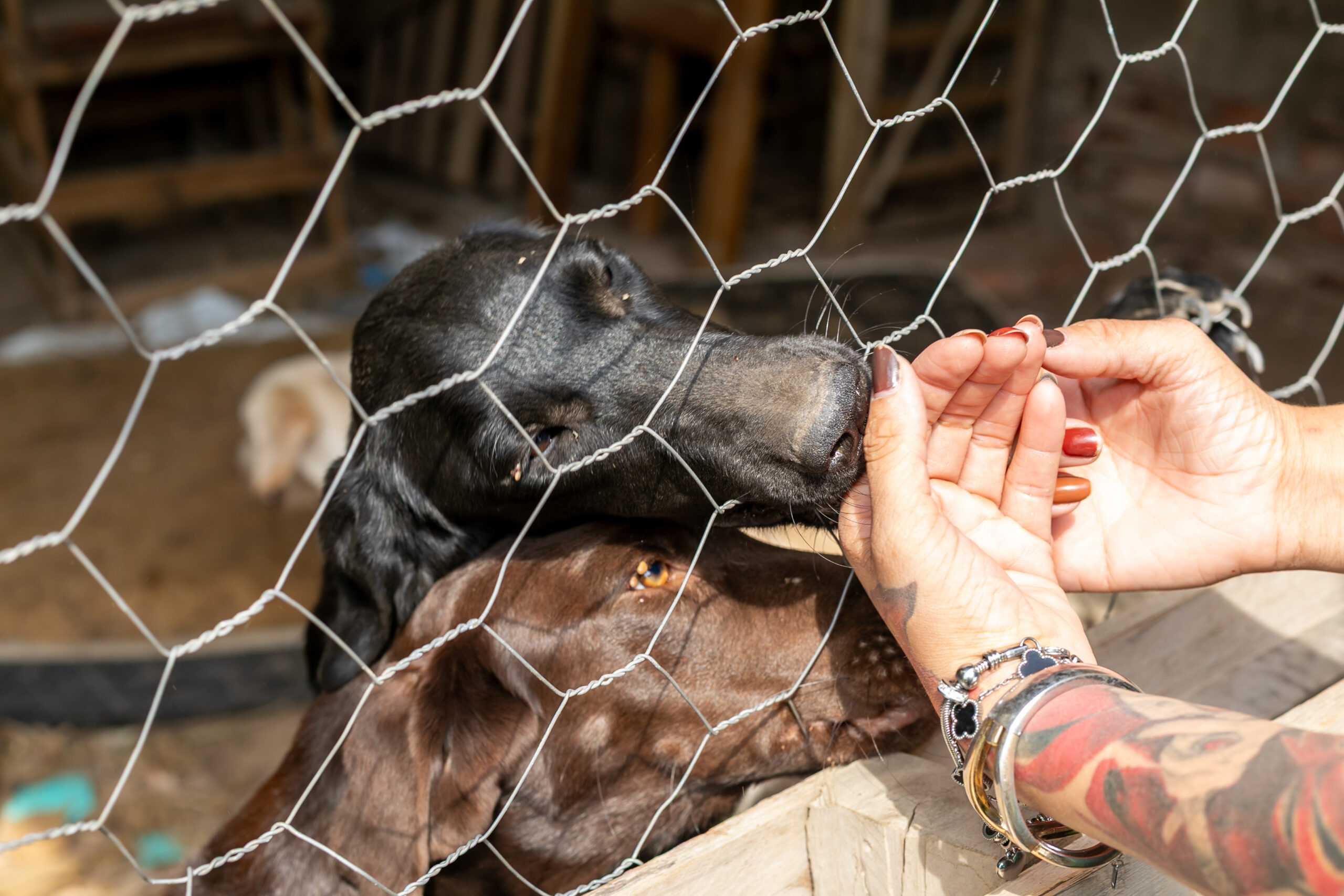 Animais resgatados em canil clandestino recebem cuidados de saúde e alimentação da Prefeitura de Cuiabá