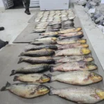 Pesca ilegal resulta em prisão e apreensão de 86 peixes em Santo Antônio de Leverger