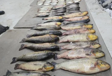 Pesca ilegal resulta em prisão e apreensão de 86 peixes em Santo Antônio de Leverger