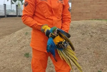 Bombeiros resgatam arara-canindé ferida em condomínio de Lucas do Rio Verde