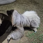 Bombeiros resgatam bicho-preguiça em praça de Guarantã do Norte